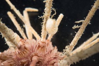Media type: image;   Malacology 393892